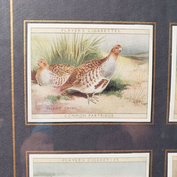 Players Cigarette Cards Game Birds & Water Fowl - Picture 3 of 11